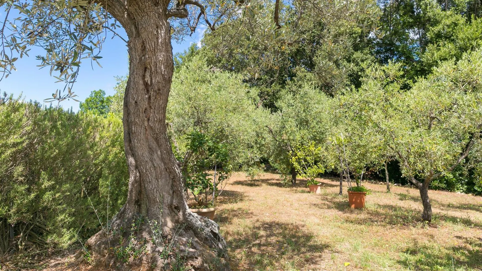 La Poggiolina In Toscana Guardistallo